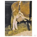 Udder support net