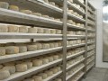 MAXI - draining grid (shelf)