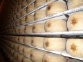 TAFO PFS 33/40/50 cm - draining grid (shelf)