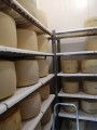TAFO 25x40 cm - draining grid (shelf)