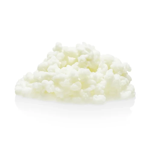 Tibetan kefir grains